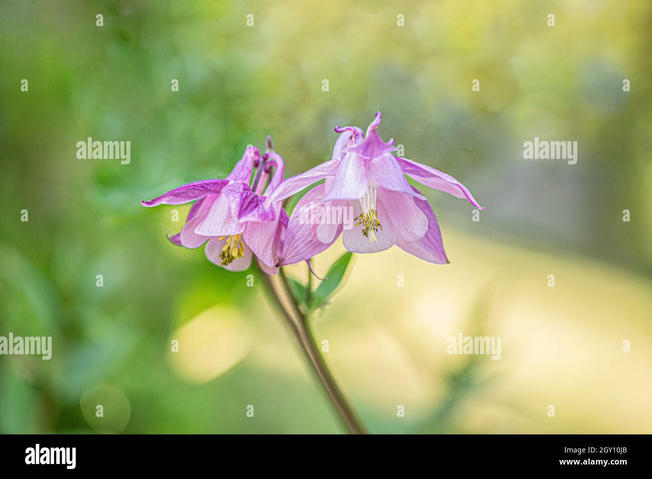 Columbine Stockfoto