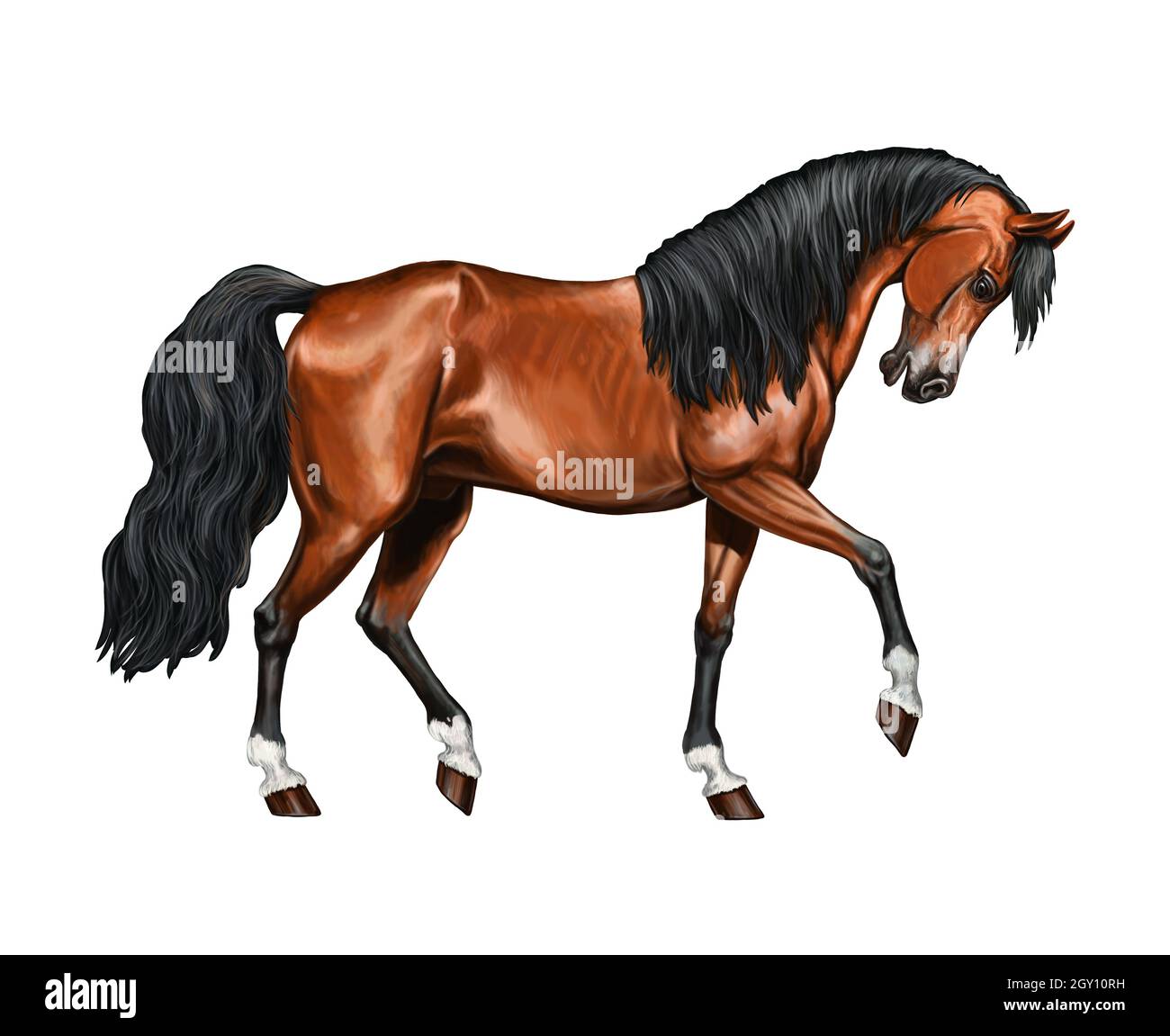 Schönes arabisches Pferd. Porträt eines Pferdes. Digitale Pferdezeichnung. Stockfoto