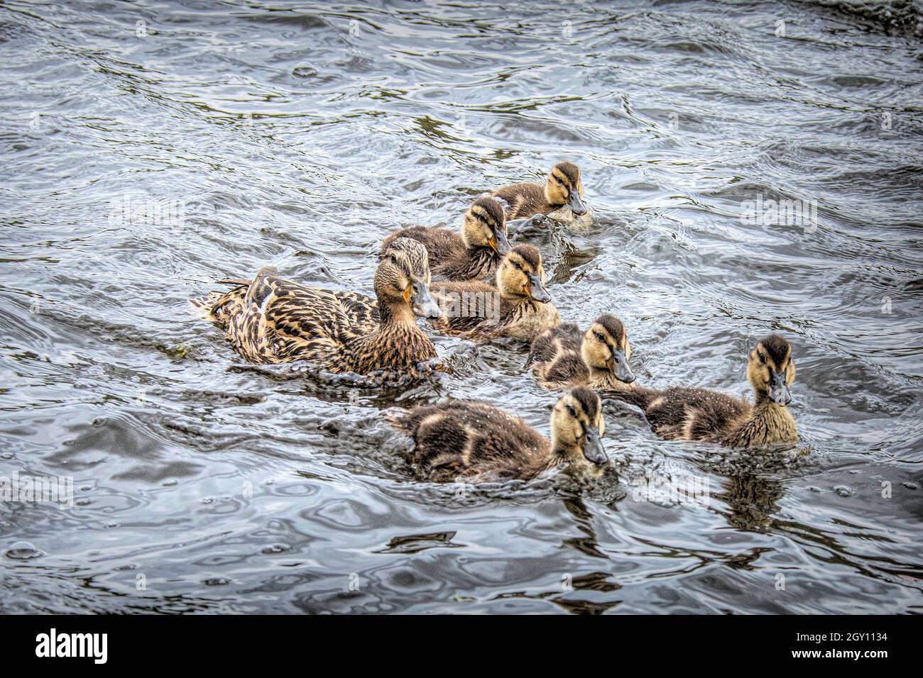 Stockente und Entenküken Stockfoto
