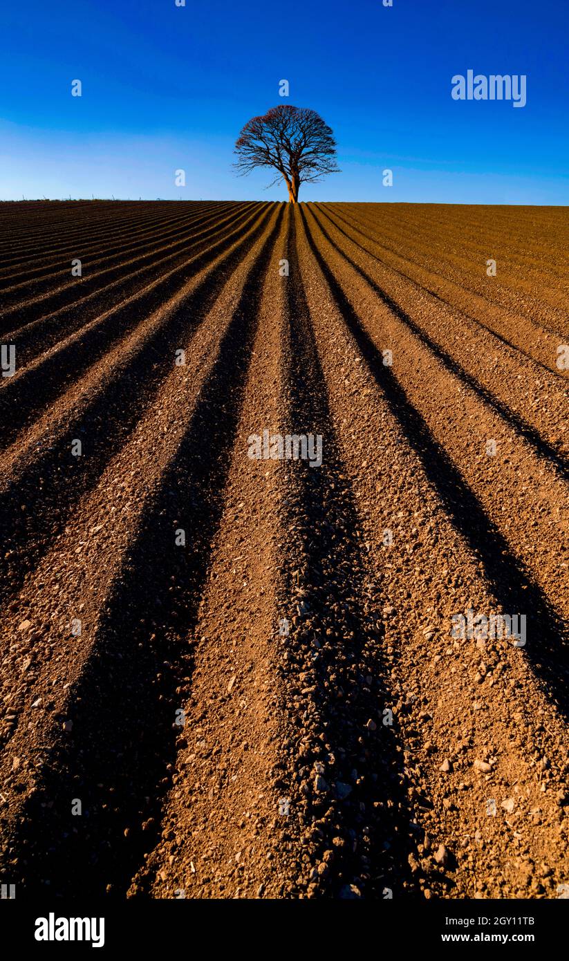 Einzelner Baum in einem gepflügten Feld im Frühjahr mit frühen Morgenlicht Stockfoto