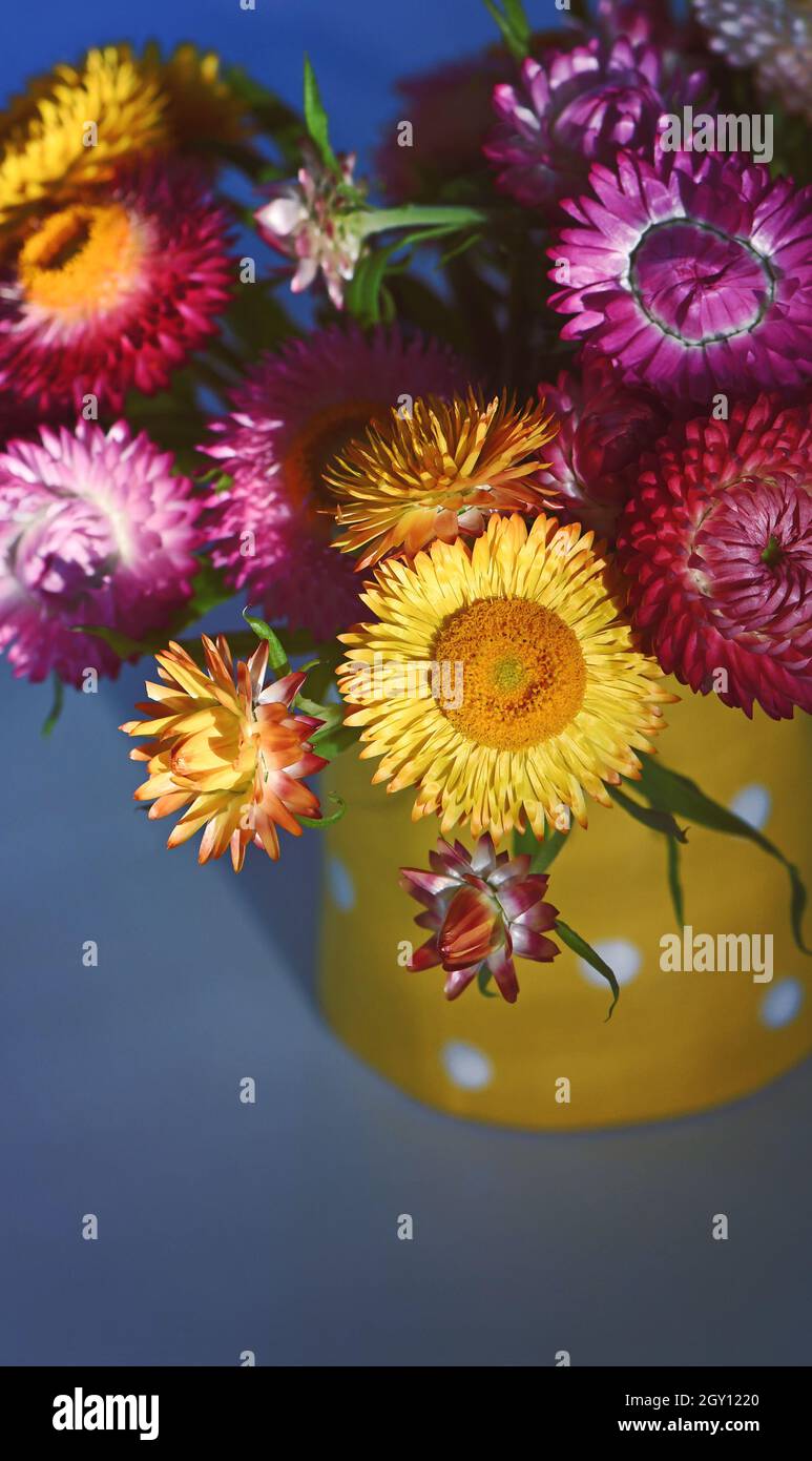 Lebendiger, farbenfroher Frühlingsstrauß aus australischen, einheimischen, unvergänglichen Gänseblümchen, der Familie der Asteraceae. Endemisch in allen australischen Bundesstaaten Stockfoto