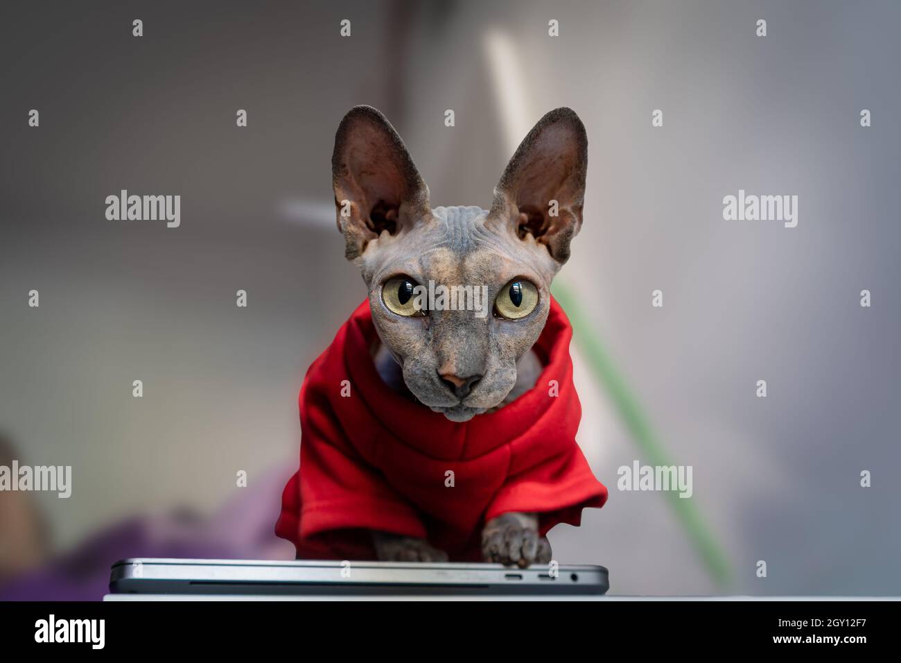 sphynx Katze im roten Mantel , schaut auf die Kamera. Vorderansicht Stockfoto