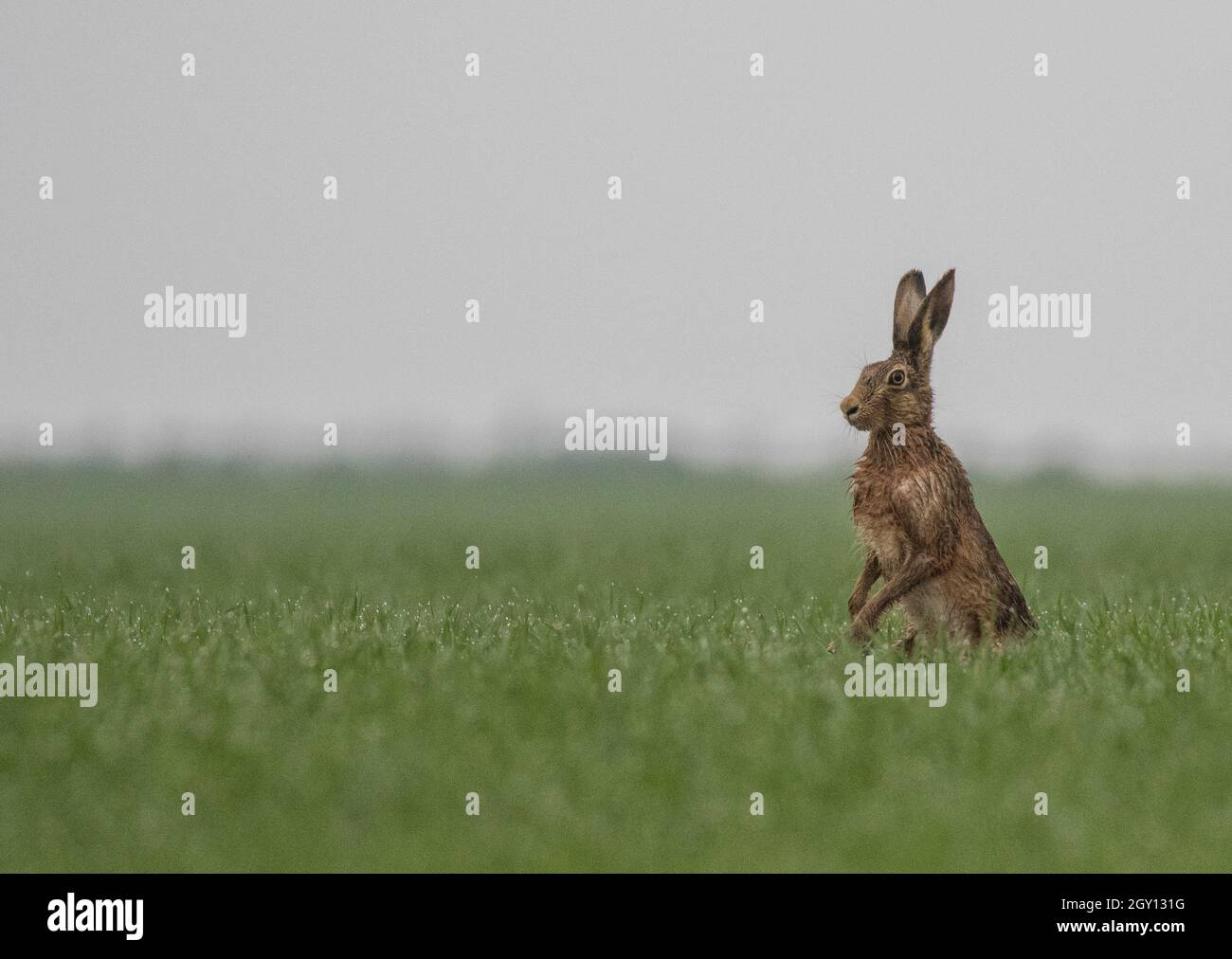 Ein ziemlich feuchter brauner Haie sitzt auf einem tau getränkten Weizenfeld. Suffolk UK Stockfoto