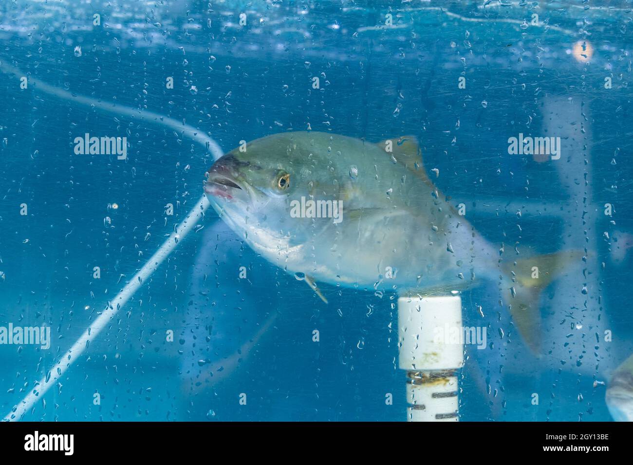 Ein Wasserbehälter, in dem lebender Fisch in einem Sushi-Restaurant gespeichert wird Stockfoto