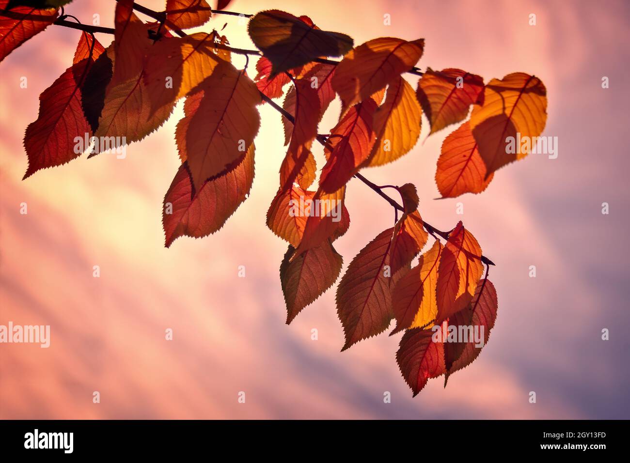 Hinterleuchtete rote Herbstblätter auf einem Ast, rosa Sonnenuntergang Himmel Hintergrund Stockfoto