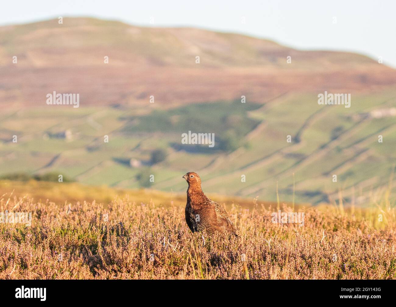 Ein Rothuhn in der Heide in seinem natürlichen Lebensraum mit einem Rückfall der Yorkshire Hills und Dales. VEREINIGTES KÖNIGREICH Stockfoto