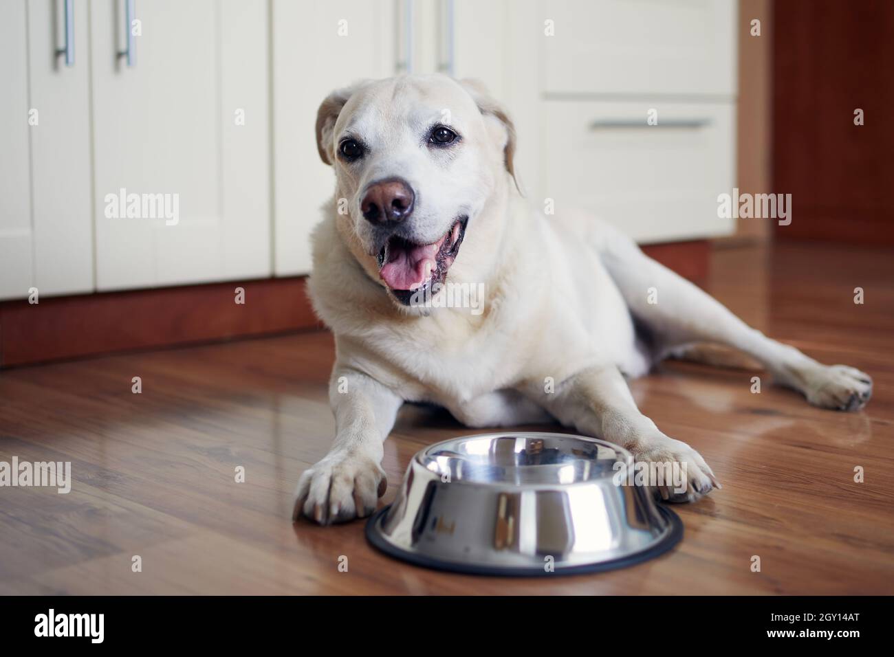 Glücklicher Hund wartet auf Fütterung. Der alte labrador Retriever liegt in der Nähe einer leeren Schüssel in der heimischen Küche. Stockfoto