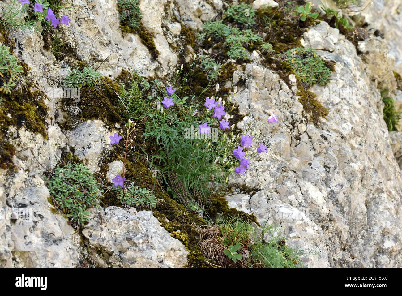 Harebell oder Bluebell, Campanula rotundifolia, aka Blawort, Haarglocke, Lady's Thimble, Hexenglocken & Hexenhülsen die wachsenden Rocky-Felsen wachsen in der Provence Stockfoto