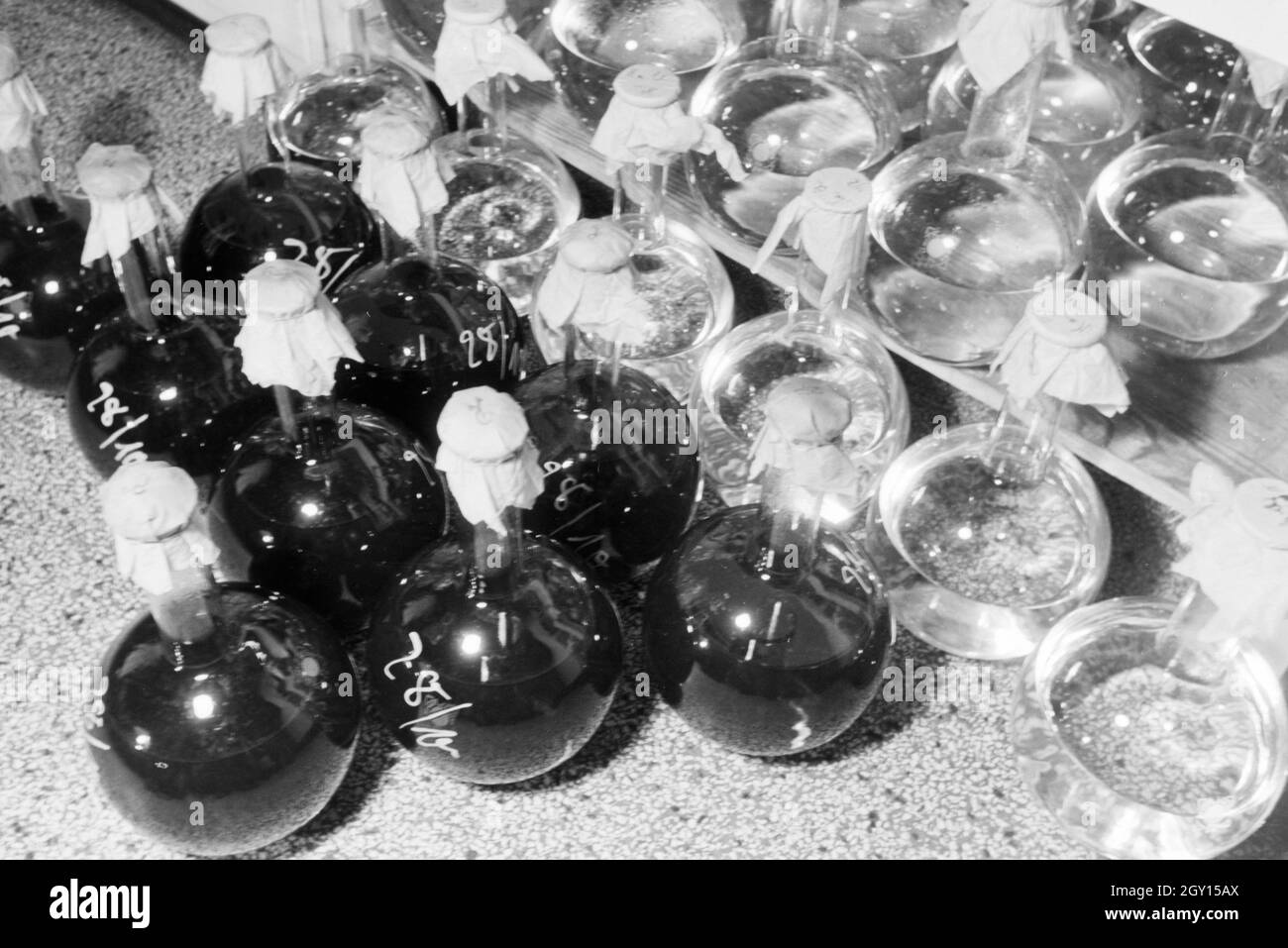 In Glaskolben abgefüllte und beschriftete Medikamentenproben im Arbeitsmarkt der Behringwerke, Marbug, Deutschland 1930er Jahre. Abgefüllt und etikettiert Medizin Proben in den Glaskolben im Labor der Behringwerke, Marburg, Deutschland 1930. Stockfoto