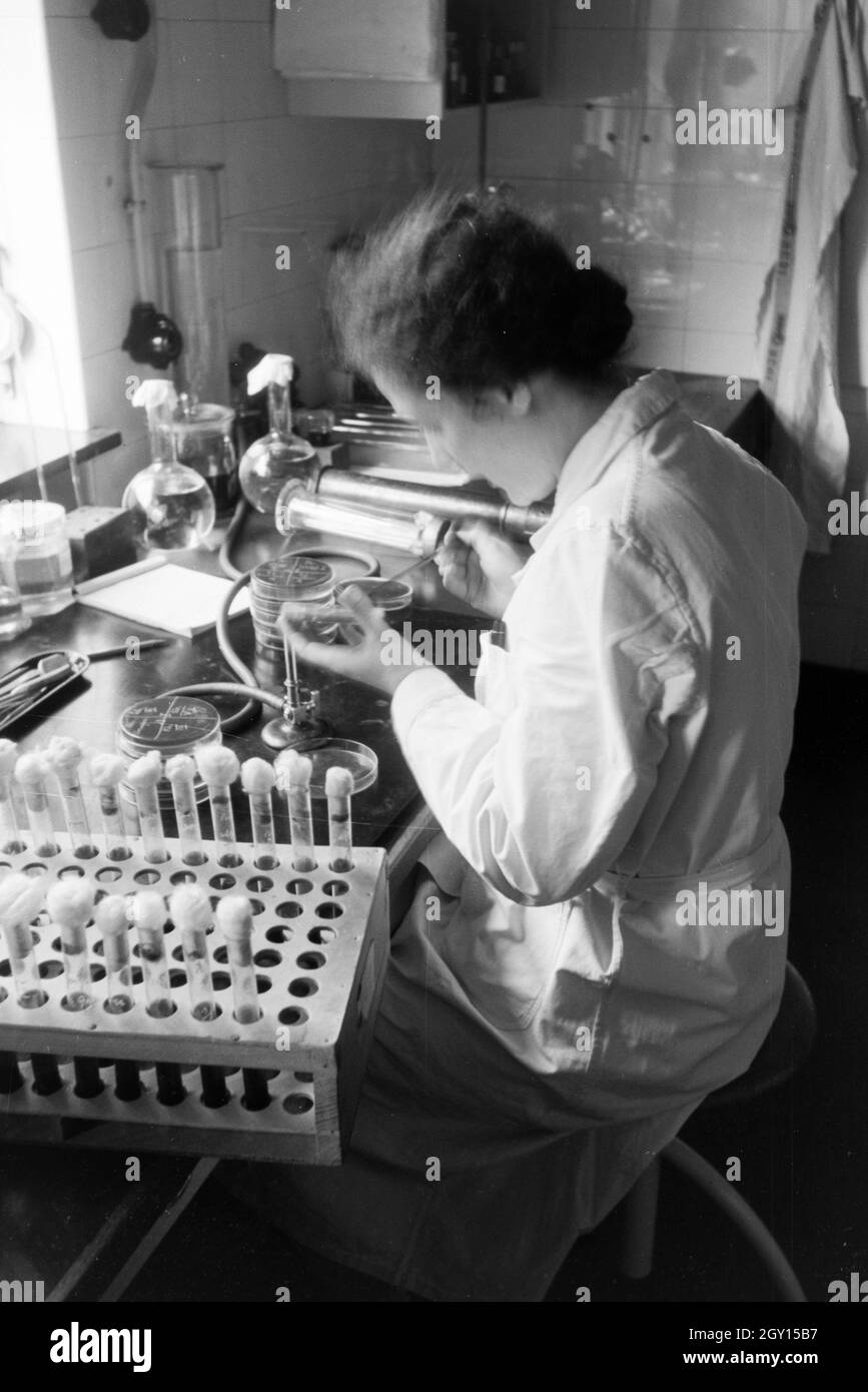 Eine Laborantin bei der henkes lolland von Mikroorganismen in einer Petrischale in einem Arbeitsmarkt der Behringwerke, Marburg, Deutschland 1930er Jahre. Eine Lab Assistant Prüfung der Mikroorganismen, die in einer Petrischale im Labor der Behringwerke, Marburg, Deutschland 1930. Stockfoto