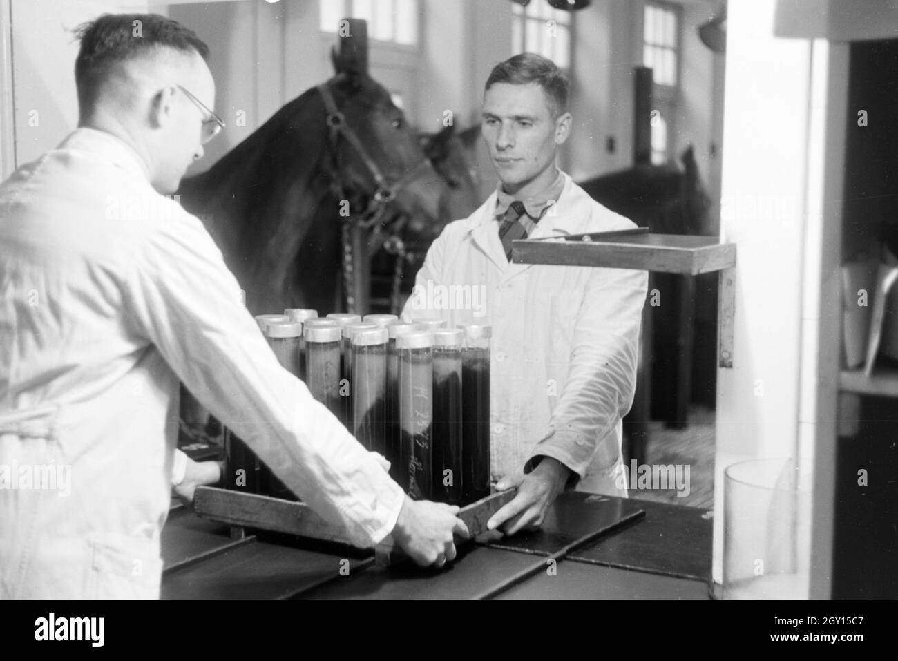 Mitarbeiter der Behringwerke mit Blutproben der in den Werken gehaltenen Serumpferde, sterben zur Gewinnung von Antikörpern von diesem wie Tetanus und Diphtherie eingesetzt wurden, Marburg, Deutschland 1930er Jahre. Mitarbeiter der Behringwerke mit Blutproben der Serum Pferde in der Fabrik für die Isolierung von Antikörpern gegen Krankheiten wie Tetanus und Diphtherie, Marburg, Deutschland 1930. Stockfoto