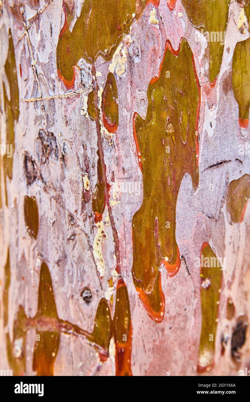 Rot rosa und braun Holzhintergrund Peeling bunt Stockfoto