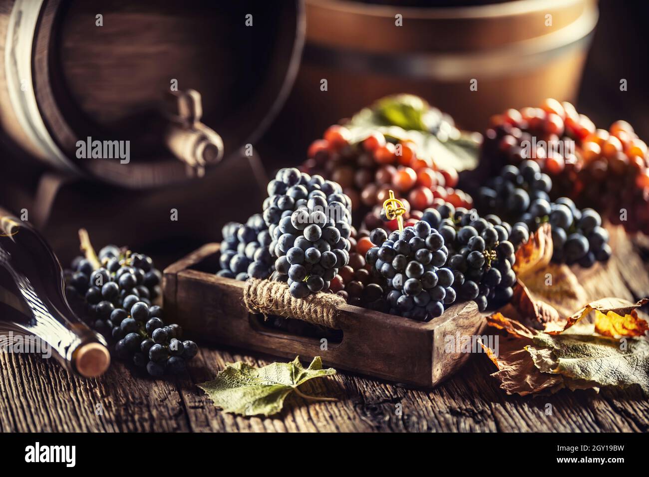 Nur reife Trauben, die lose in eine Holzkiste gelegt werden, im Hintergrund ein Weinfass und eine Flasche Rotwein. Stockfoto