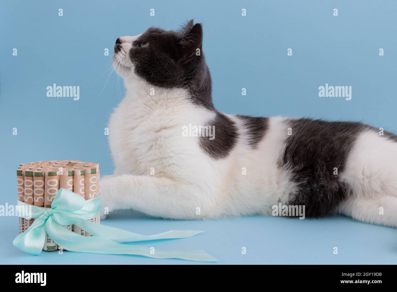 Katze mit ukrainischem Geld, gebunden mit einem Geschenkband. Geld vorhanden. Stockfoto