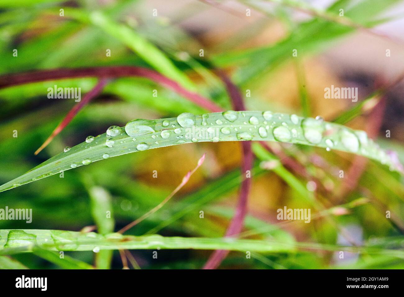 Grüne und rote Grashalme, die mit Wassertropfen überzogen sind Stockfoto
