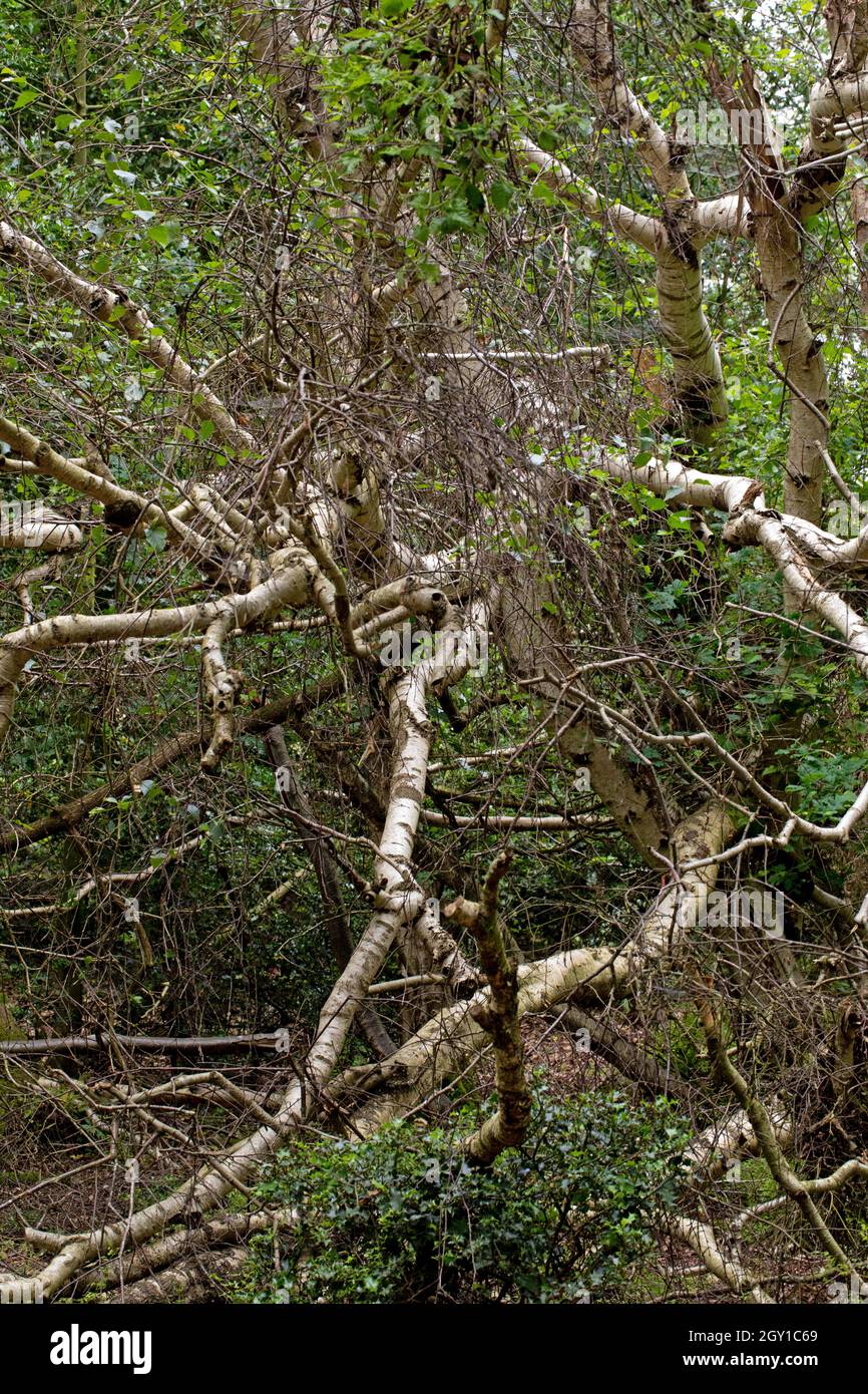 Flauschige Birke (Betula pubescens). Obere Äste und Stamm eines toten gefallenen Baumes. Natürliche Baumfolge, Feuchtgebiet. Calthorpe Broad NNR, Norfolk. Stockfoto