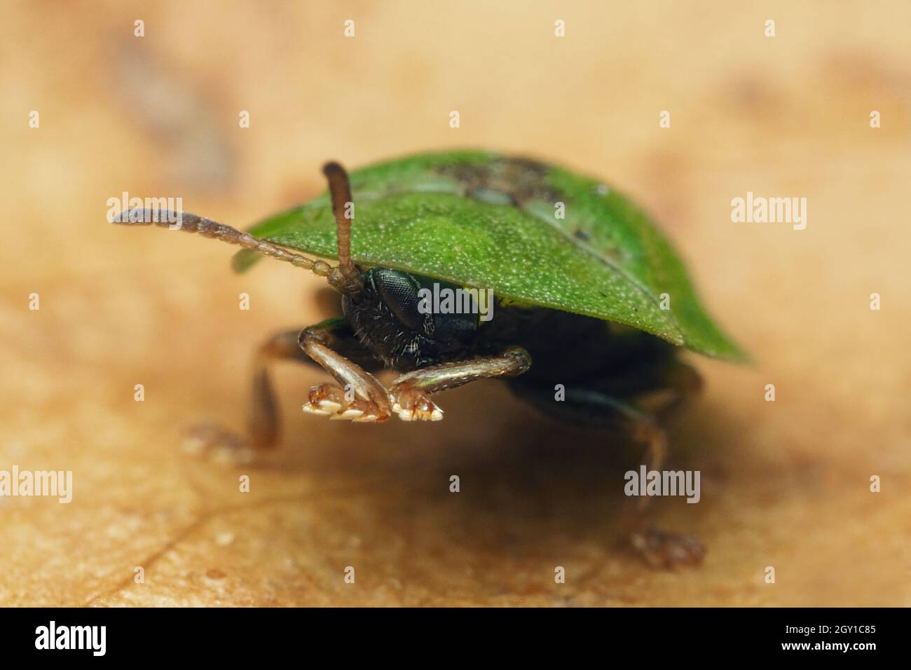 Frontansicht eines Thistle Tortoise Beetle (Cassida rubiginosa). Tipperary, Irland Stockfoto