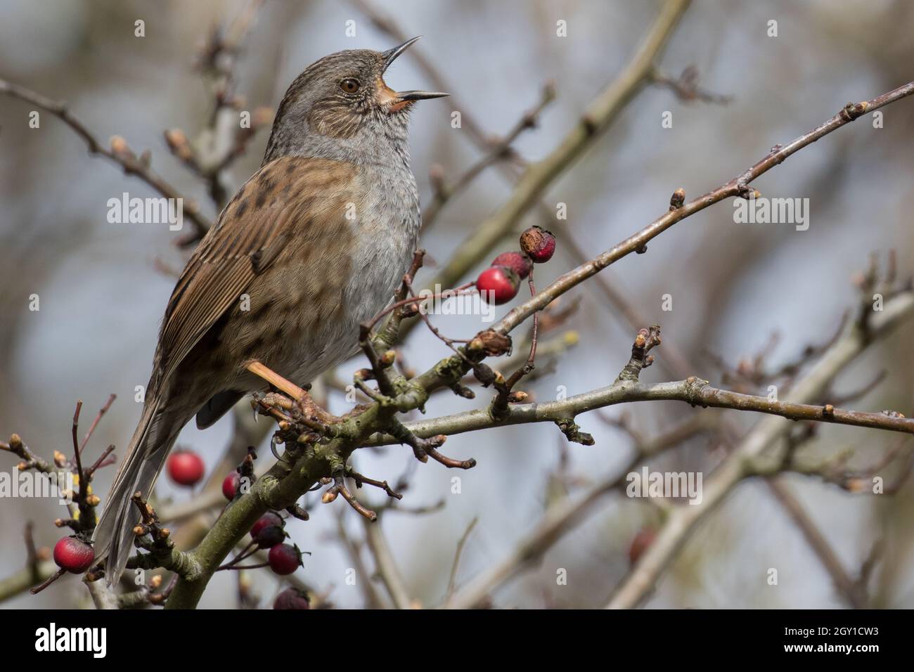 Dunnock in vollem Lied Stockfoto