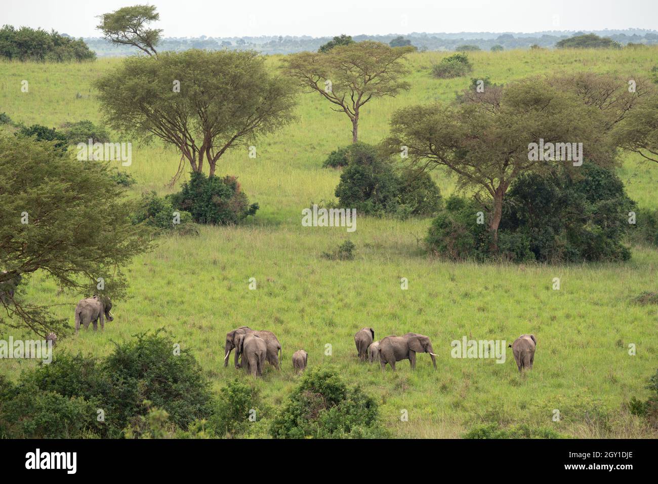 Aufnahme grauer Elefanten, die auf dem Gras auf einem Feld im Murchison Falls National Park in Uganda grasen Stockfoto