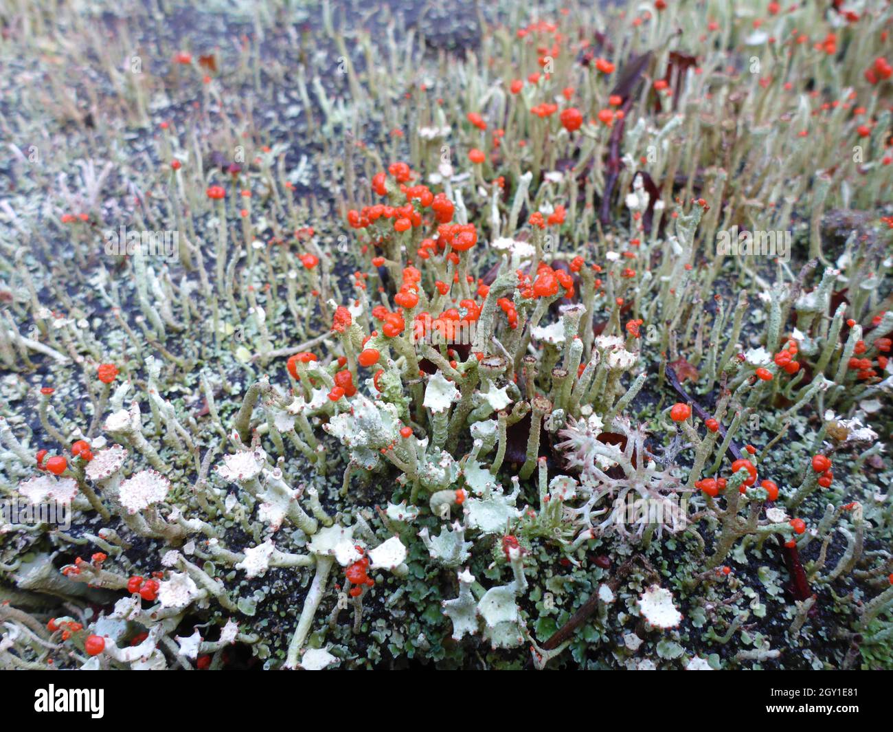 Flechten / Cladonia Macilenta / Rotfrüchtige Säulenflechte Stockfoto