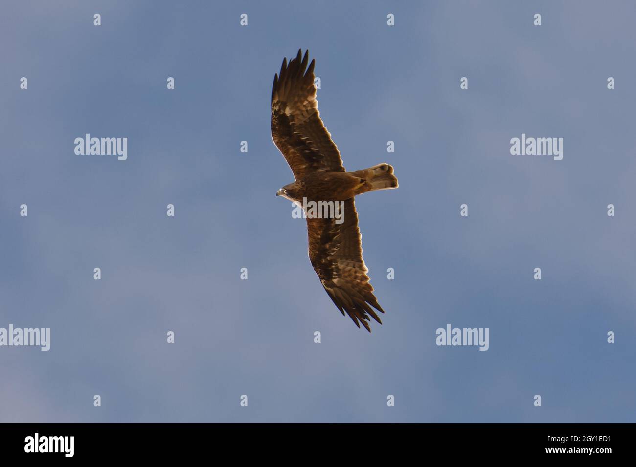 Zwergadler (Hieraaetus Pennatus) Stockfoto