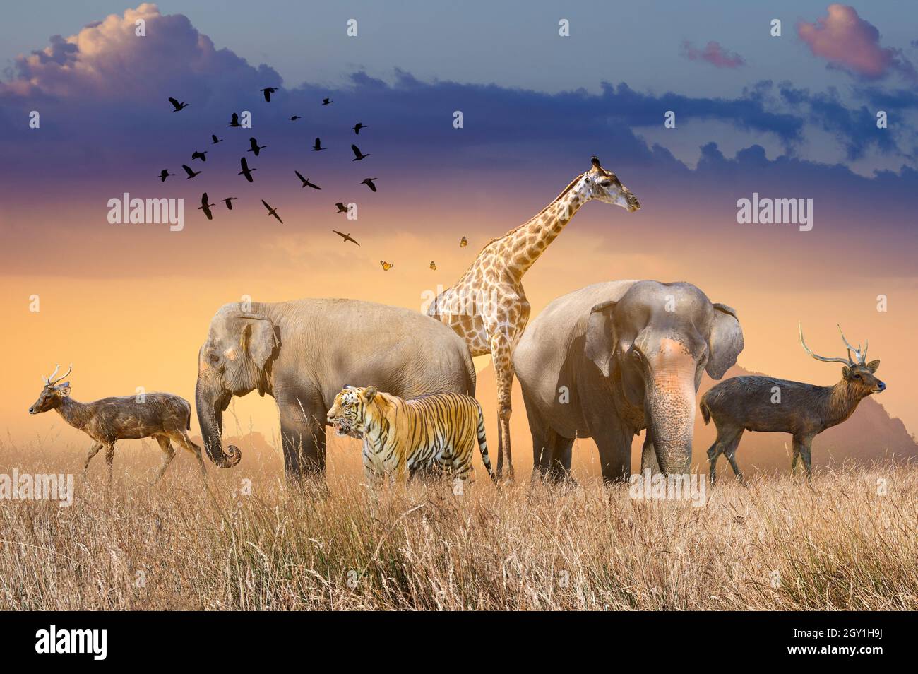 World Wildlife Day Gruppen von wilden Tieren wurden in großen Herden auf dem offenen Feld am Abend versammelt, als die goldene Sonne schien. Stockfoto