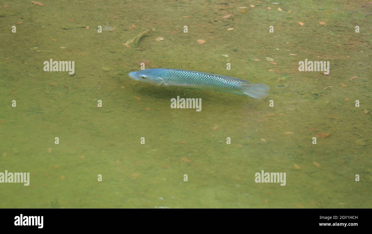 Fisch im teich Fotos und Bildmaterial in hoher Auflösung Alamy