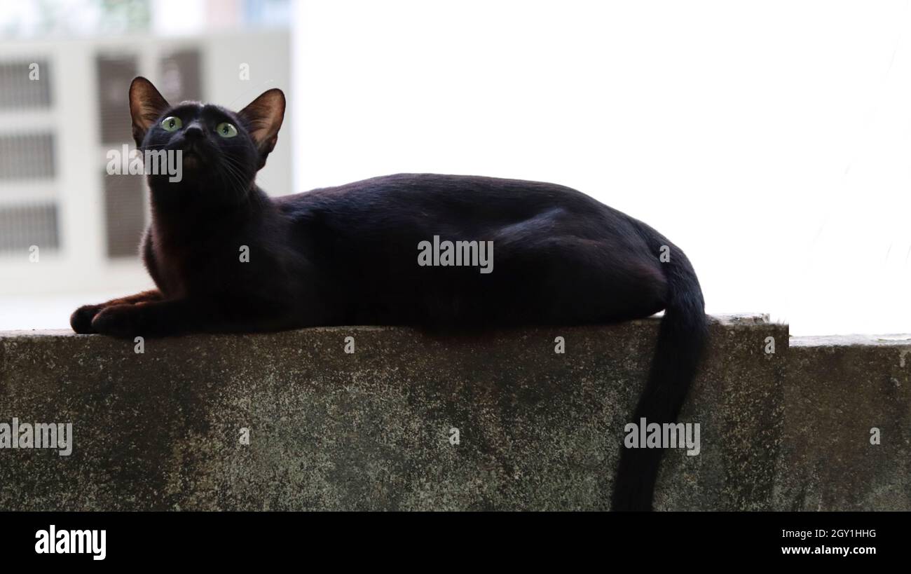 Die schwarze Katze sitzt an der Wand und schaut nach oben Stockfoto