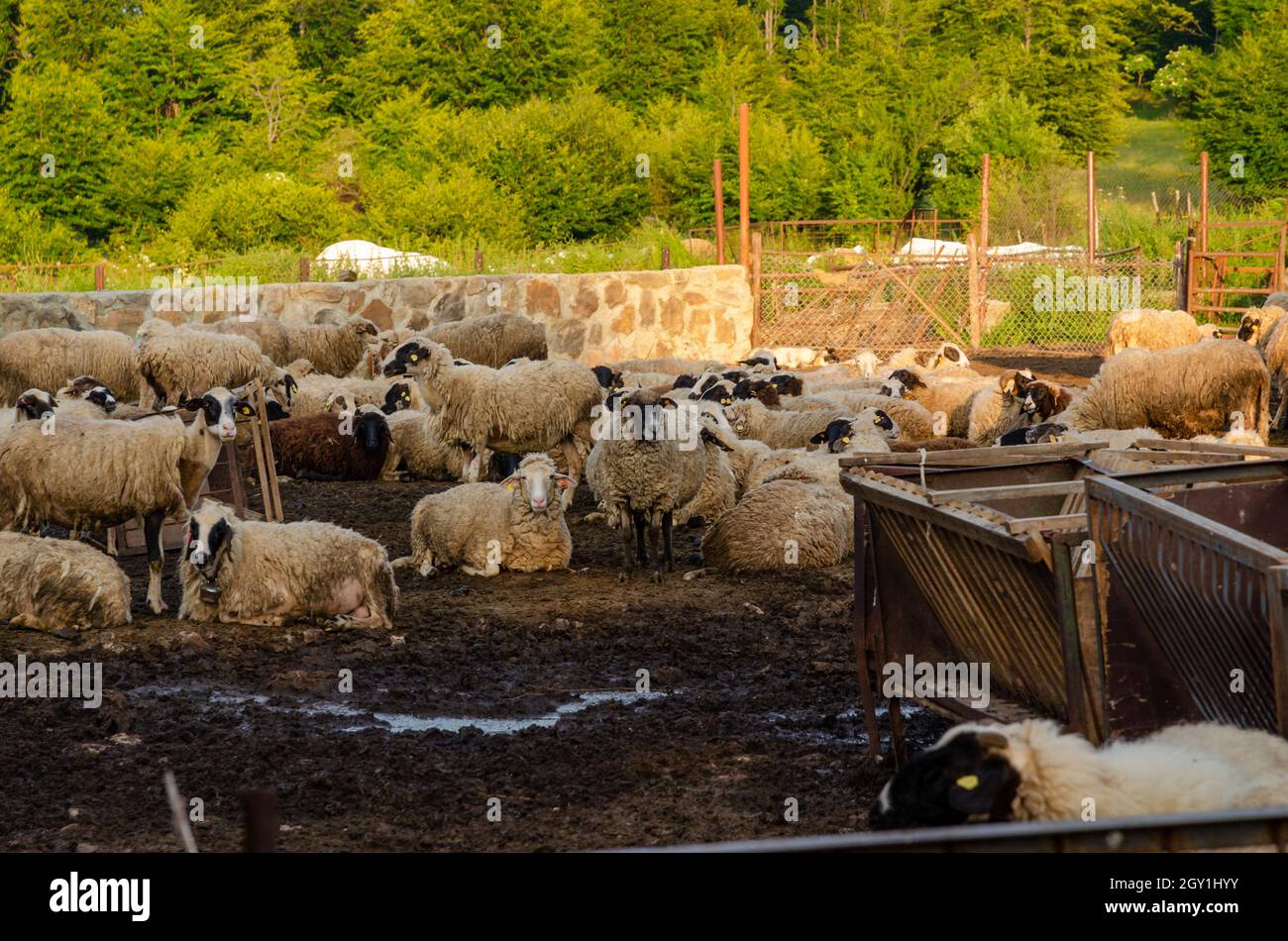 Schafe im Schafstall (Schafstall) am sonnigen Sommertag. Stockfoto