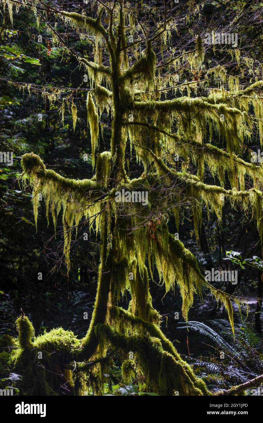 Eiszapfen Moos, Isothecium stoloniferum, an Zweigen entlang des Weges im Treppenhaus-Bereich, Olympic National Park, Washington State, USA Stockfoto