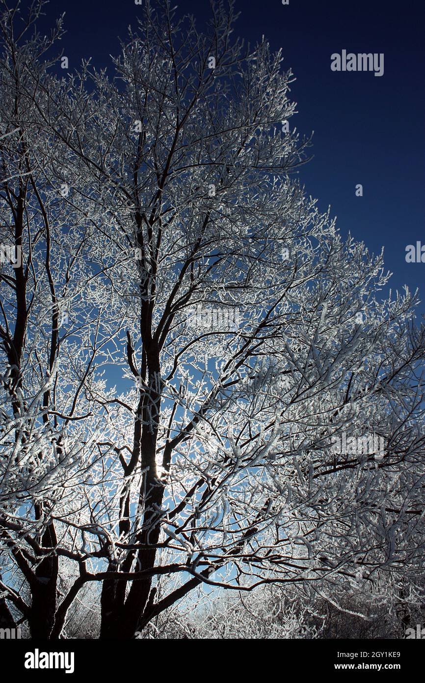Große Bäume mit frostbedeckten Ästen mit Vignetteneffekt Stockfoto