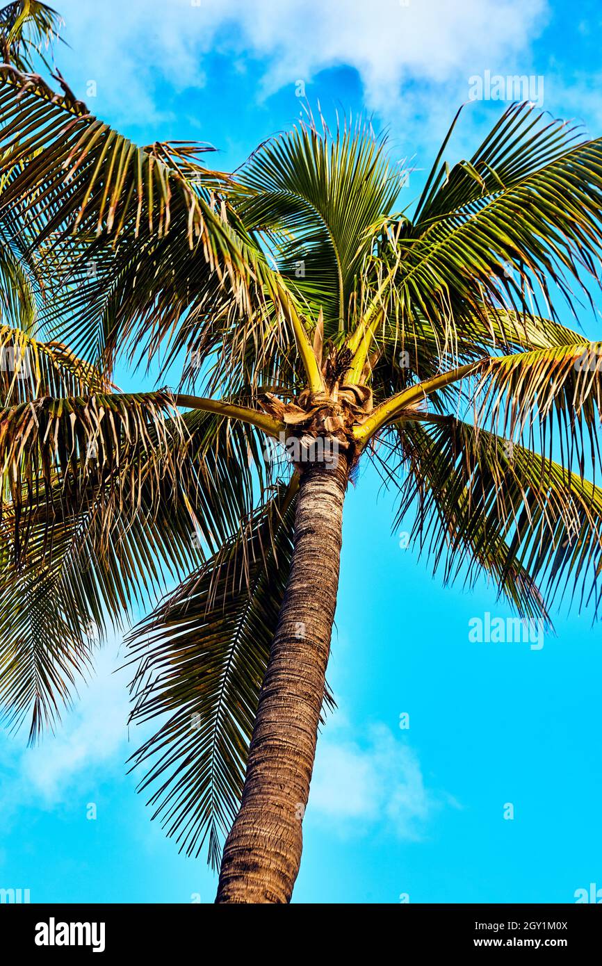 Vertikale Palme gegen hellblauen Himmel Stockfoto