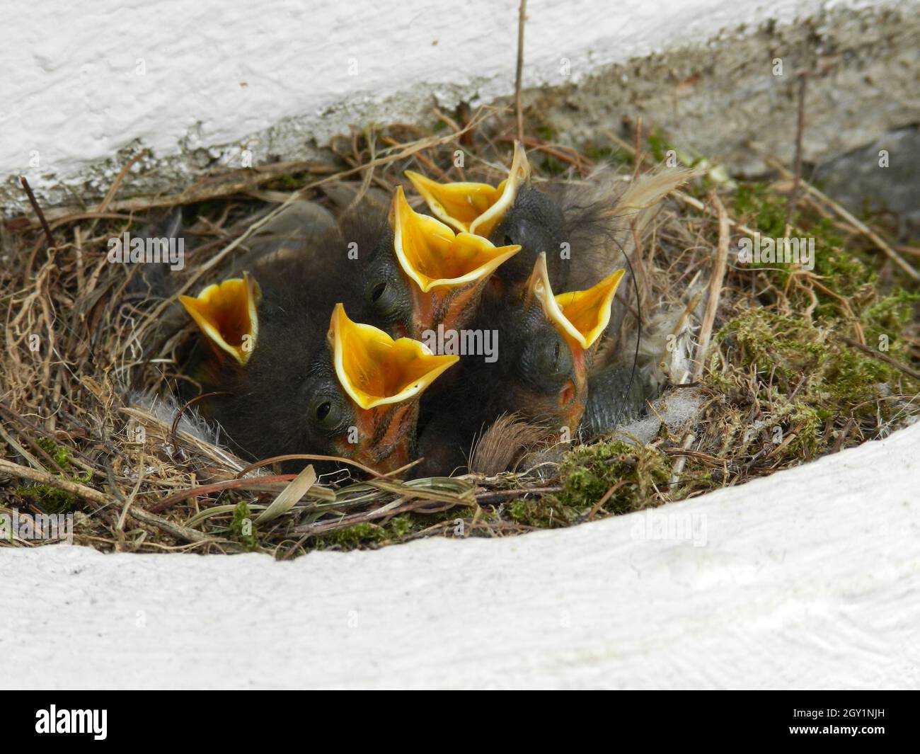 Junge hungrige Vögel in einem Nest mit offenem Schnabel Stockfoto