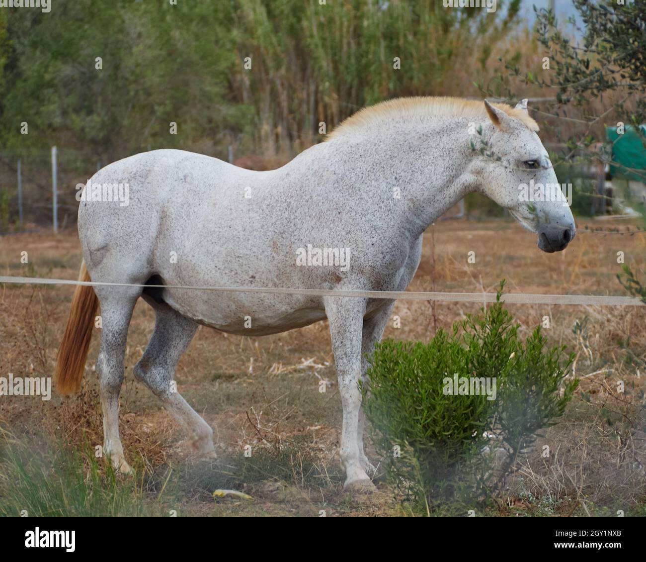 Weißes Pferd auf einer Wiese Stockfoto