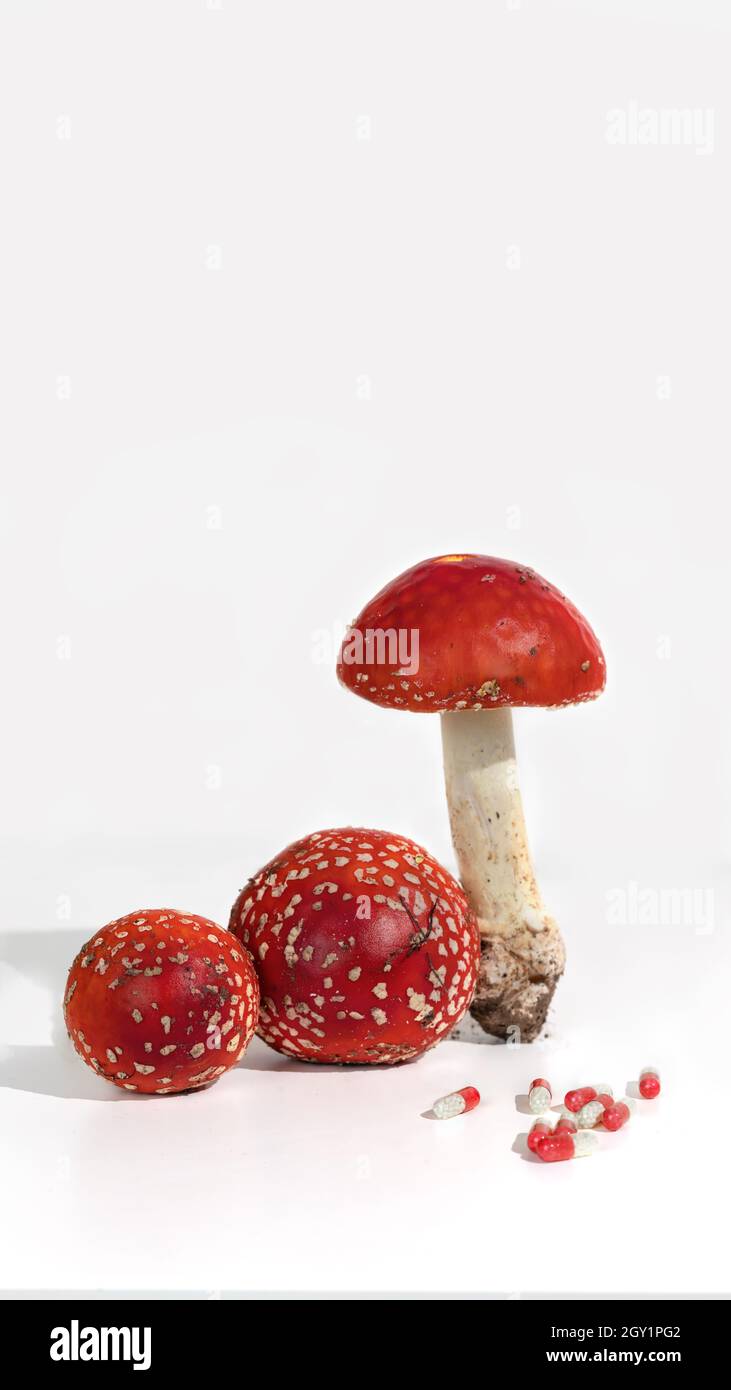 Fliegenpilze Amanita Mikrodosierung ist die Verwendung von getrockneten Pilzen in buchstäblich mikroskopischer Dosierung. Stockfoto