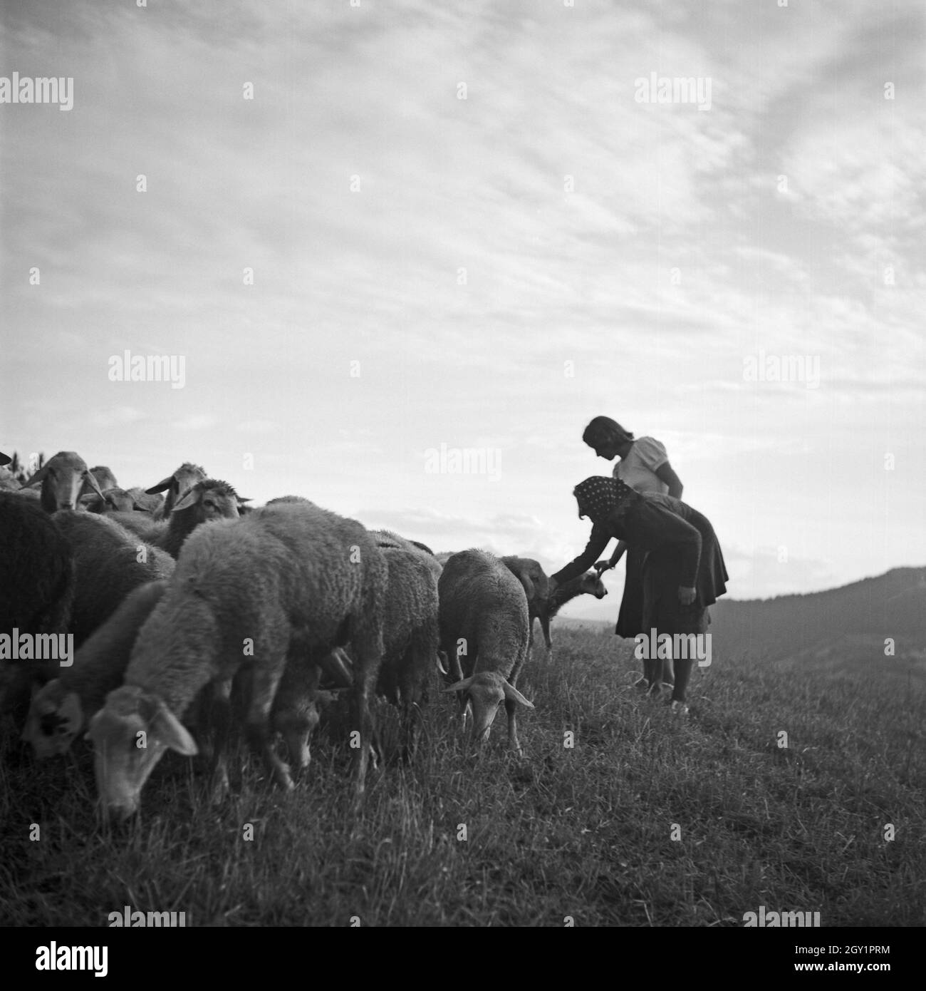 Zwei junge Frauen spielen auf einer Alm mit Schafen, Deutschland 1930er Jahre. Zwei junge Frauen und ein Hirte spielen mit ein kleines Lamm auf einem Rasen, Deutschland 1930. Stockfoto