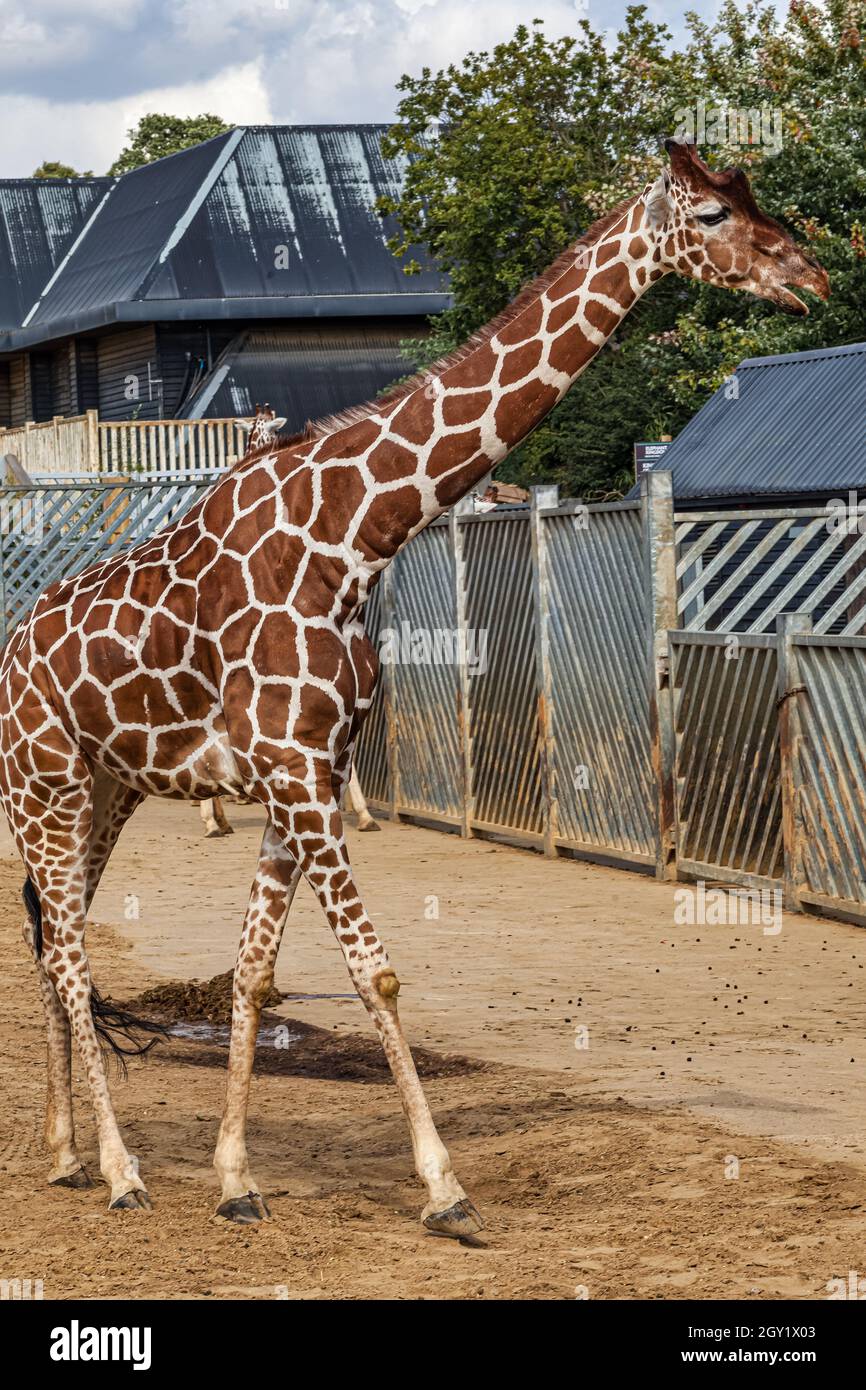 Giraffe im Colchester Zoo Stockfoto