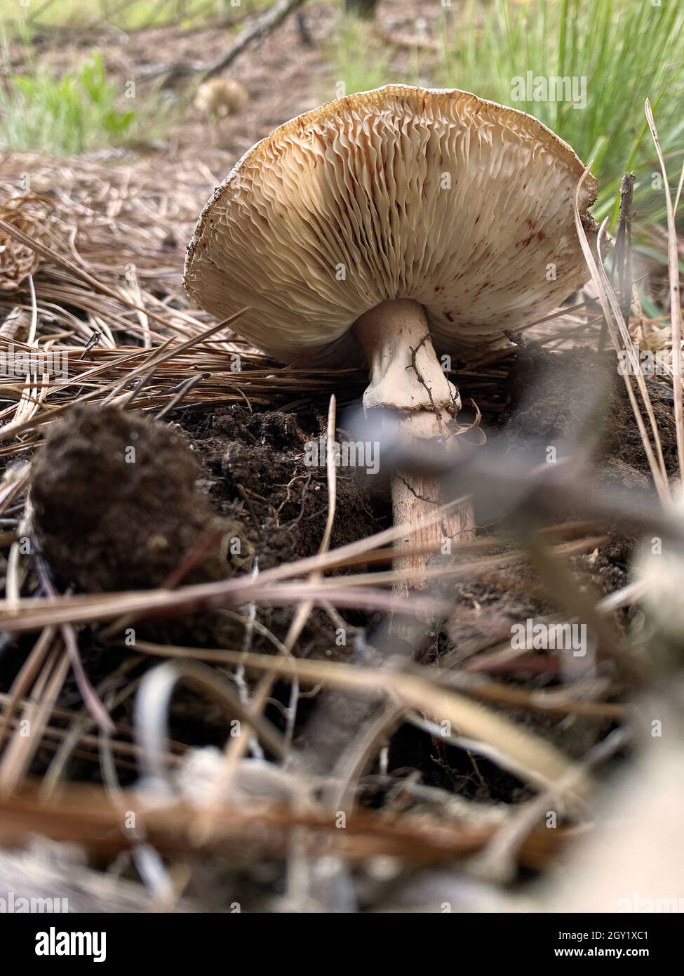 Pilze in natura. Essbare und sogar giftige Pilze haben positive ökologische Funktionen für den Wald und die Umwelt. Stockfoto