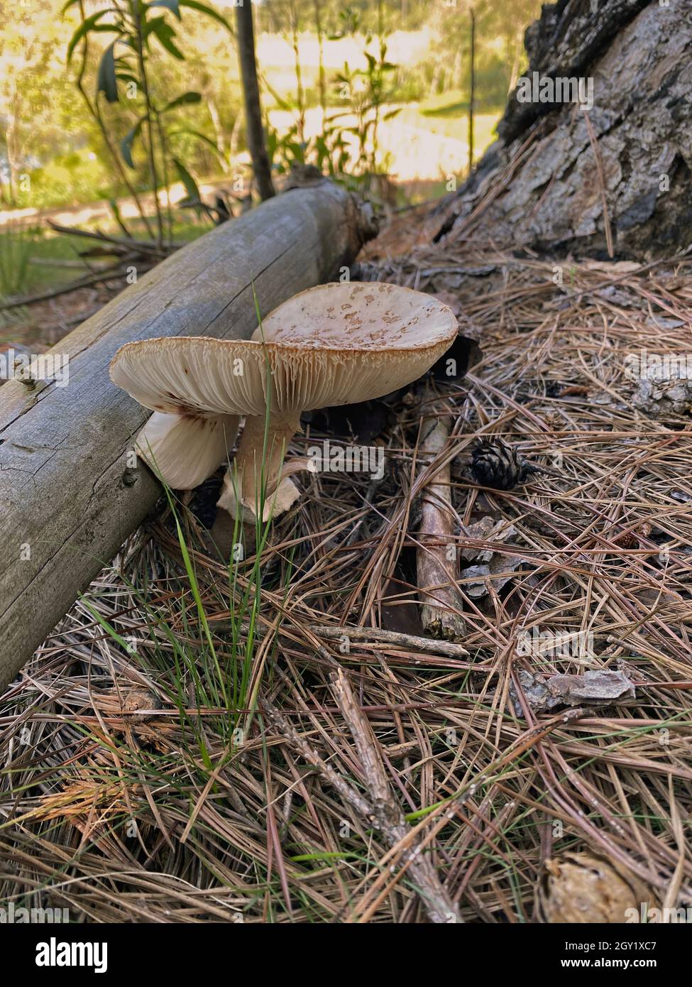 Pilze in natura. Essbare und sogar giftige Pilze haben positive ökologische Funktionen für den Wald und die Umwelt. Stockfoto