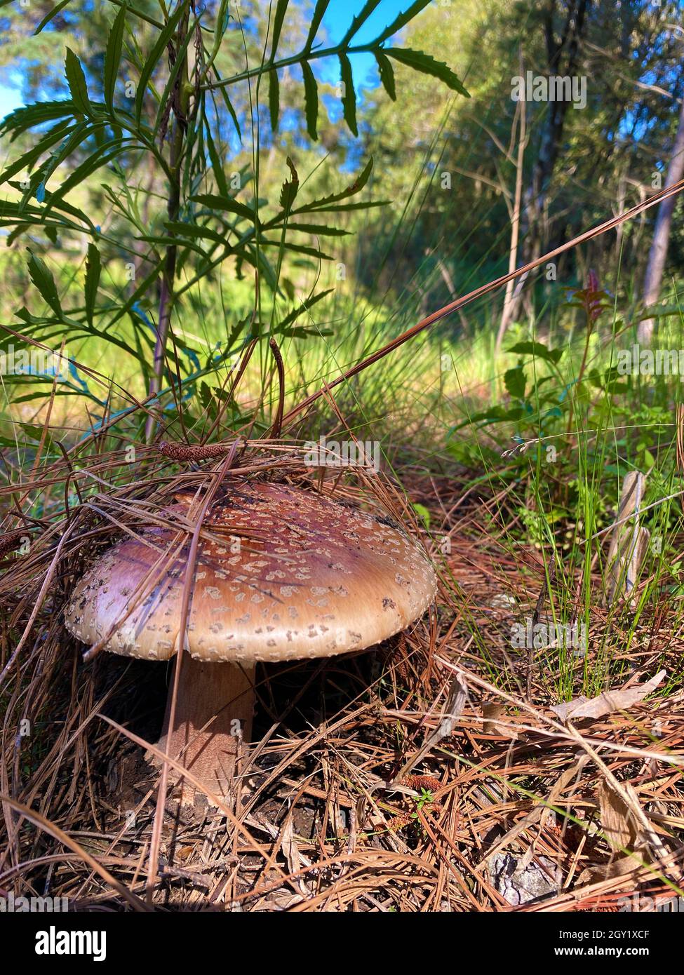 Pilze in natura. Essbare und sogar giftige Pilze haben positive ökologische Funktionen für den Wald und die Umwelt. Stockfoto