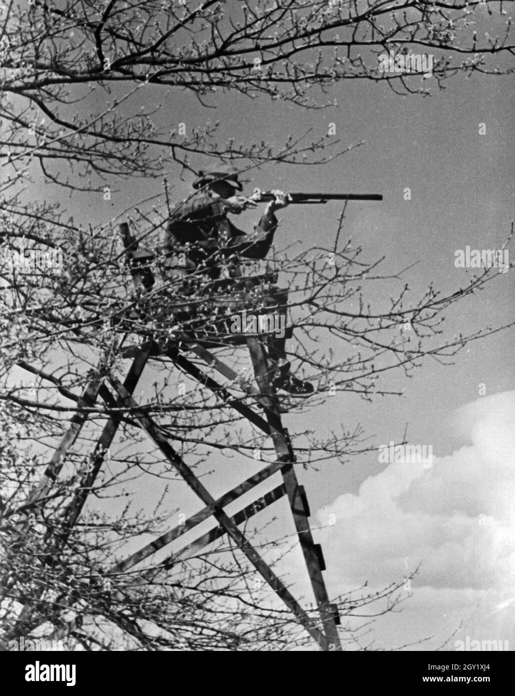 Reproduktion eines Fotos: Jäger schießt von seinem Hochsitz, Deutschland 1930er Jahre. Reproduktion von einem Foto: Jäger schießen von seiner Haltung, Deutschland 1930. Stockfoto