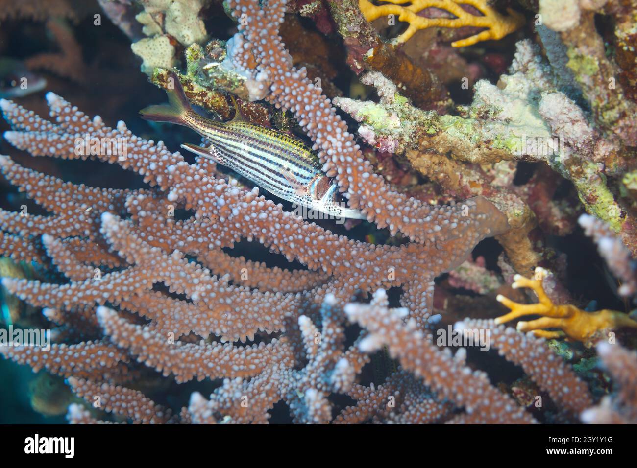 Fisch des Roten Meeres. Neoniphon Sammara Stockfoto