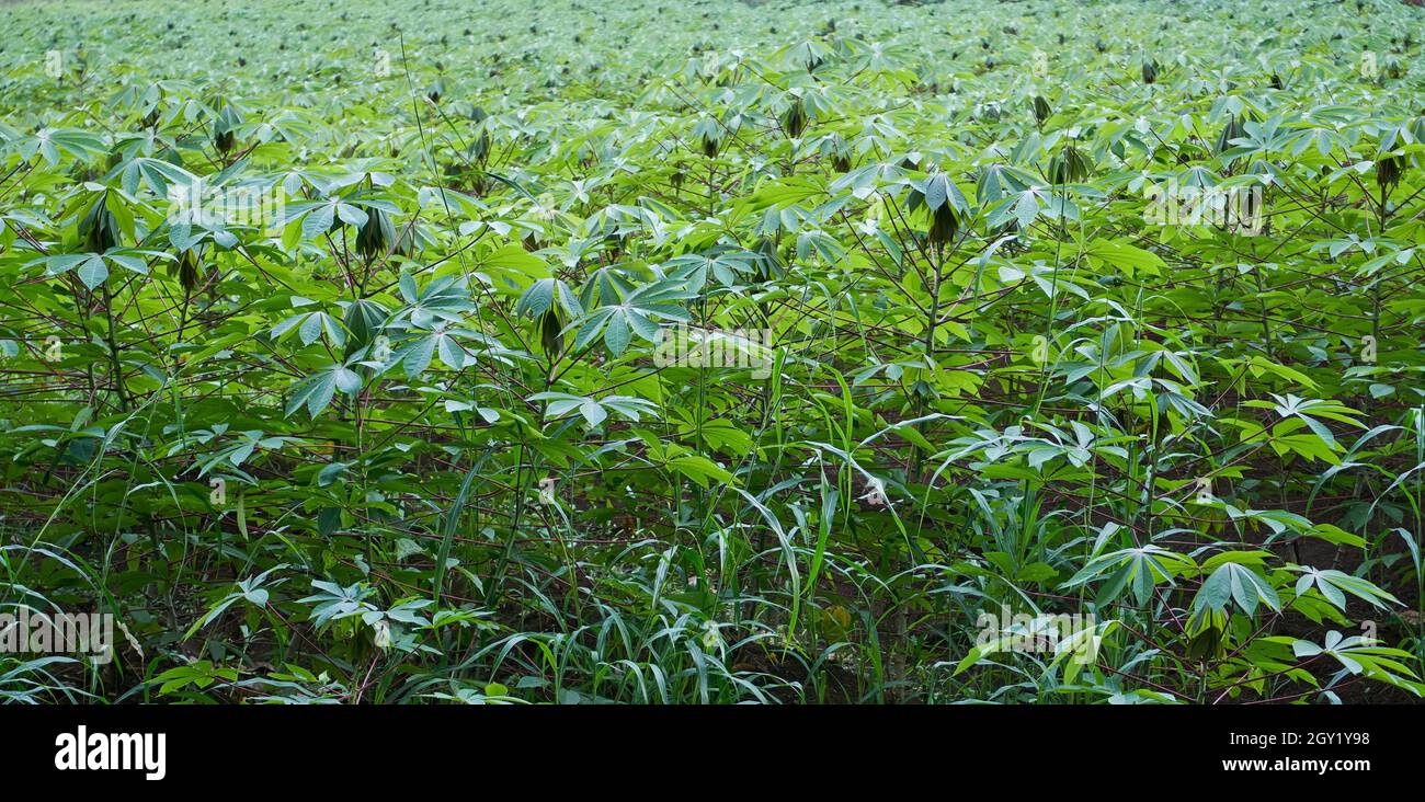 Frischer Cassava-Garten wächst auf dem Feld Stockfoto