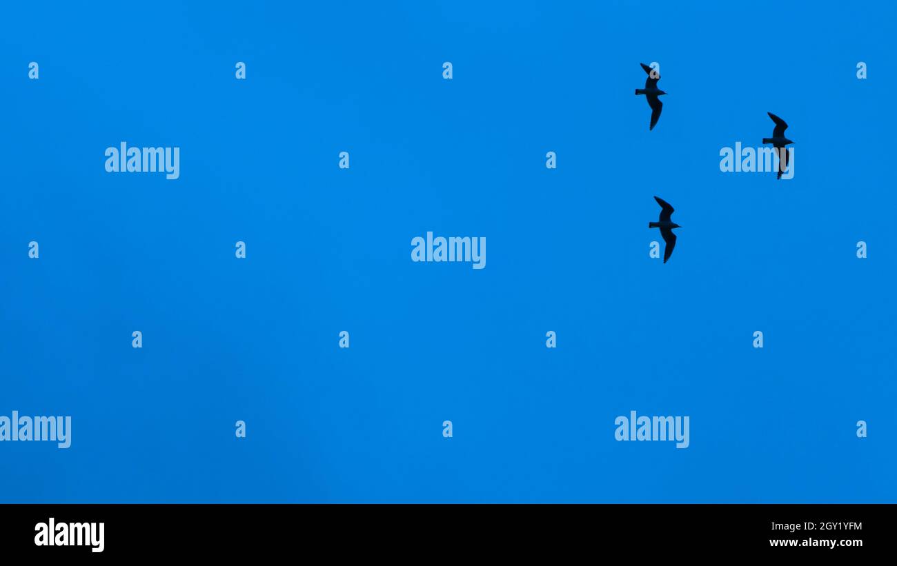 Silhouetten von Möwen vor dem blauen Himmel, Hintergrund mit Kopierraum für Design Stockfoto