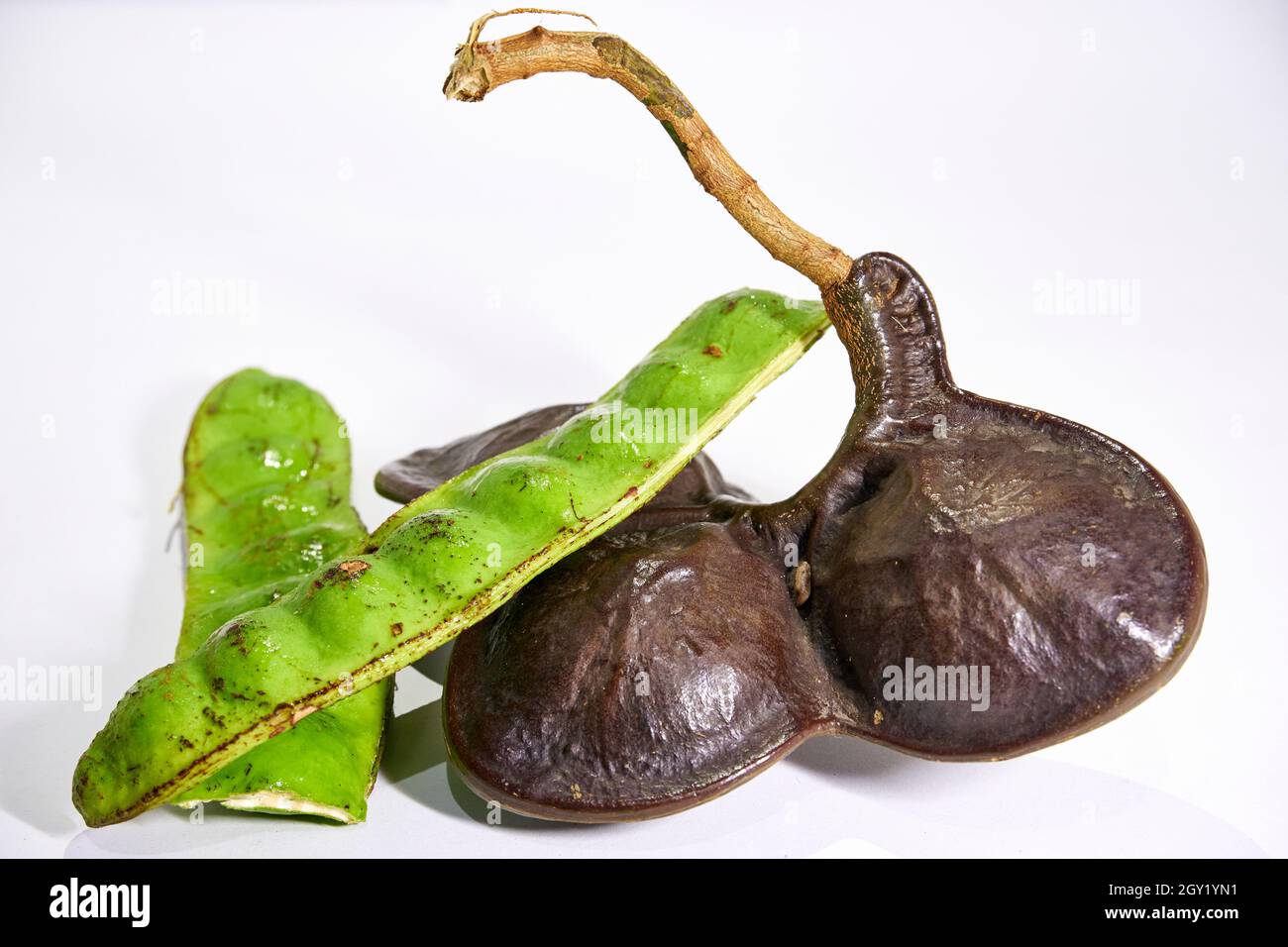 Nahaufnahme von frischem Jengkol und Petai. Jengkol und Petai werden köstlich mit Chilisauce und Reis gegessen. Stockfoto