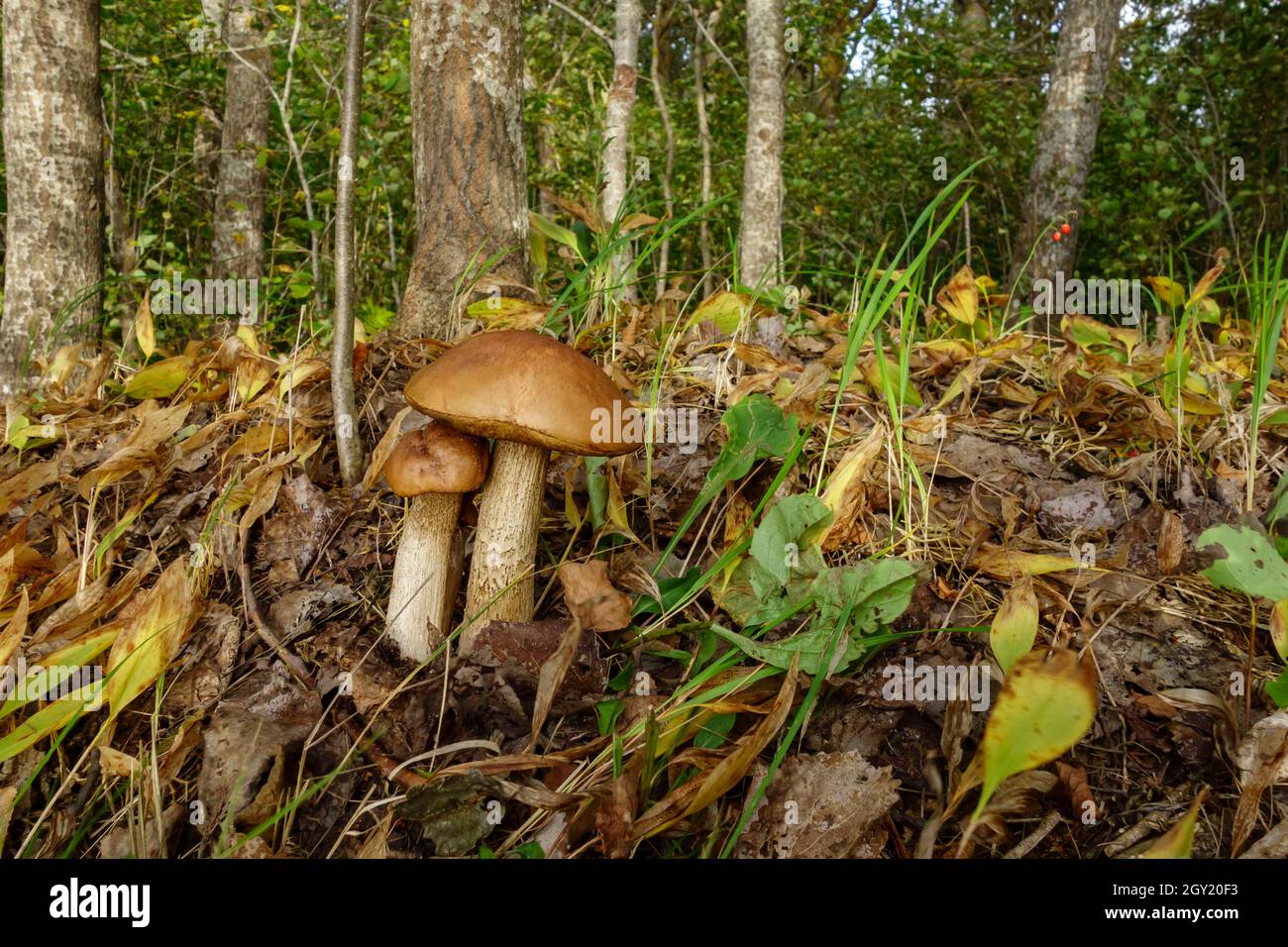 Steinpilze im Wald, schöne Waldherbstlandschaft Stockfoto
