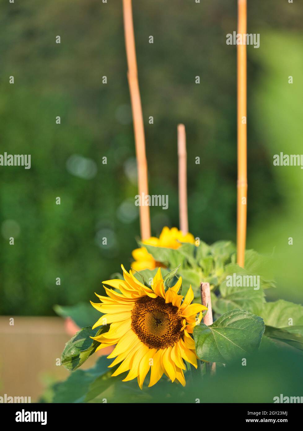 Sonnenblumenpflanzen (Helianthus Annuus), unterstützt von Bambusstöcken Stockfoto