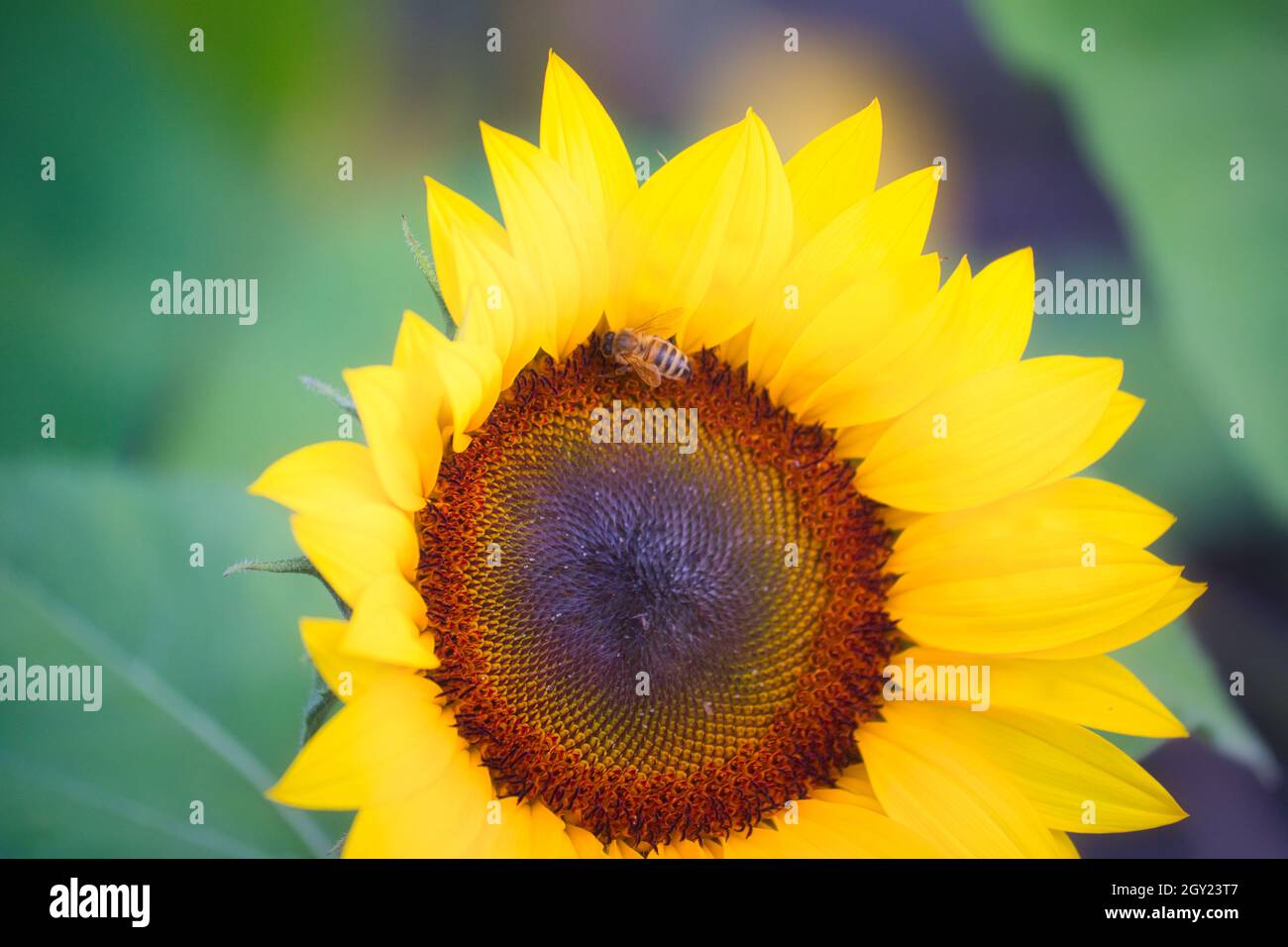 Wespe (Hymenoptera) auf Sonnenblumenkopf (Helianthus Annuus). Konzept von Umwelt, Positivität, Optimismus, Glück Stockfoto