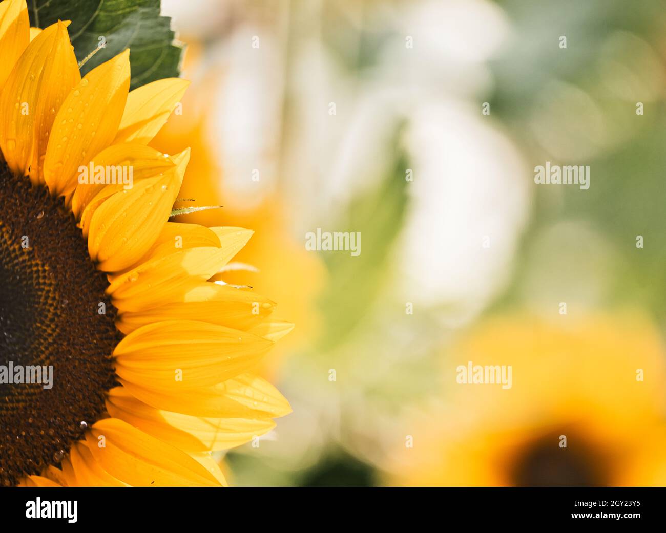 Regentropfen auf Sonnenblumenblättern (Helianthus Annuus) Stockfoto