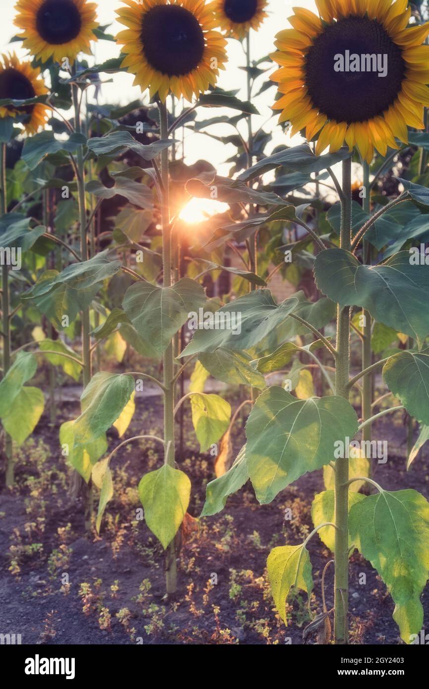 Sonnenblumenfeld (Helianthus Annuus) bei Sonnenuntergang. Konzept der Umwelt, Positivität, Optimismus, Stockfoto